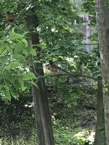 photo of American Robin (Turdus migratorius)