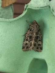 Sideridis reticulata