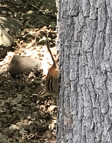 photo of Eastern Chipmunk (Tamias striatus)