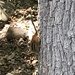 photo of Eastern Chipmunk (Tamias striatus)