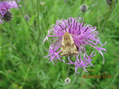 Cryptocala chardinyi