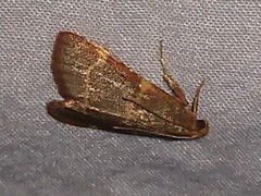 Hypsopygia binodulalis