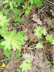 Alchemilla tichomirovii