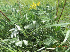 Filipendula stepposa