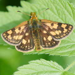 Carterocephalus