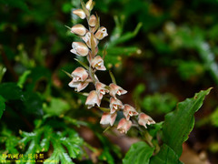 Goodyera foliosa
