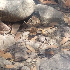 Junonia nigrosuffusa