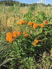 Asclepias tuberosa interior