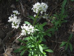 Valeriana acutiloba
