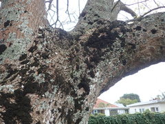 Leptogium coralloideum