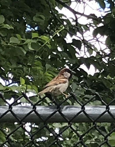 photo of House Sparrow (Passer domesticus)