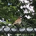 photo of House Sparrow (Passer domesticus)