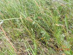 Carex praecox
