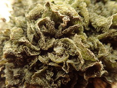 Leptogium coralloideum