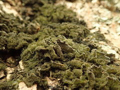 Leptogium coralloideum