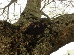 Leptogium coralloideum