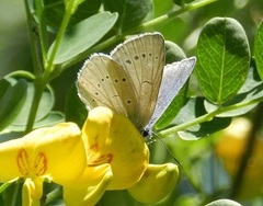 Iolana iolas