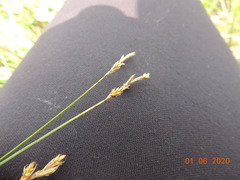 Carex praecox