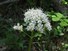 Valeriana acutiloba