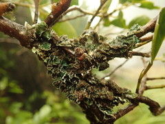 Leioderma pycnophorum