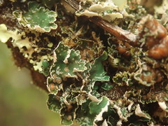 Leioderma pycnophorum