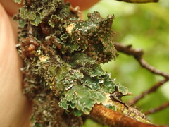 Leioderma pycnophorum