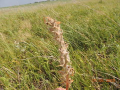 Pedicularis dasystachys