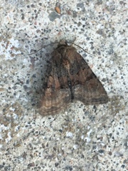 Oligia latruncula