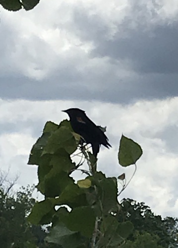 photo of Red-winged Blackbird (Agelaius phoeniceus)