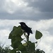 photo of Red-winged Blackbird (Agelaius phoeniceus)