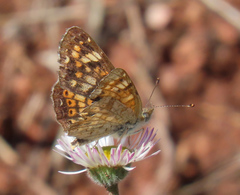 Phyciodes picta