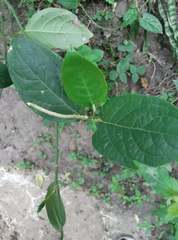 Piper tuberculatum