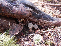Cudonia grisea