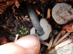 Cudonia grisea