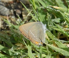 Satyrium acaciae