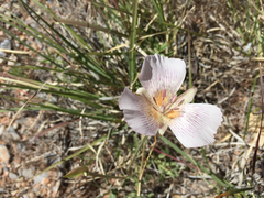 Calochortus striatus