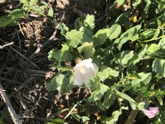 Malvella leprosa