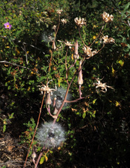 Lactuca tuberosa