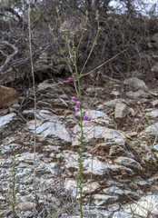 Sairocarpus vexillocalyculatus