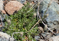 Antennaria suffrutescens