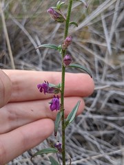 Sairocarpus vexillocalyculatus