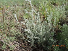 Artemisia nitrosa