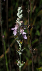 Teucrium creticum