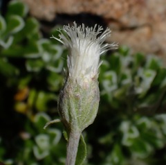 Antennaria suffrutescens