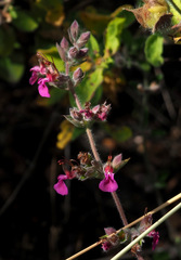 Teucrium divaricatum