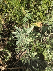 Ambrosia grayi