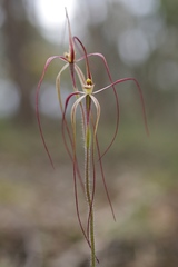 Caladenia filamentosa