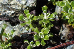 Antennaria suffrutescens