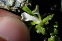 Antennaria suffrutescens