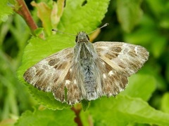 Muschampia floccifera